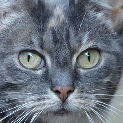 A photo of a grey tabby cat's face with a circle marking the crop